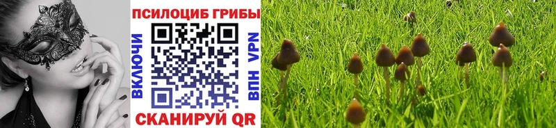 Галлюциногенные грибы Psilocybine cubensis  Купить  Сковородино 